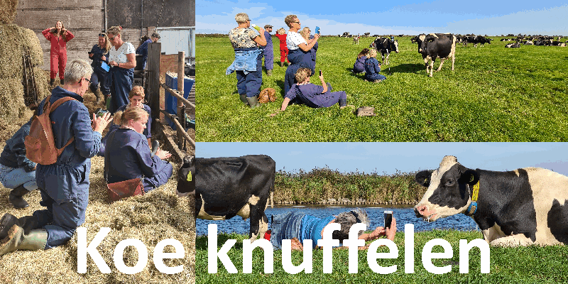 Koeknuffelen
